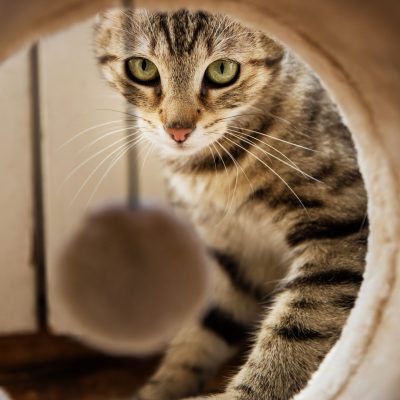 pexels-pixabay-271611